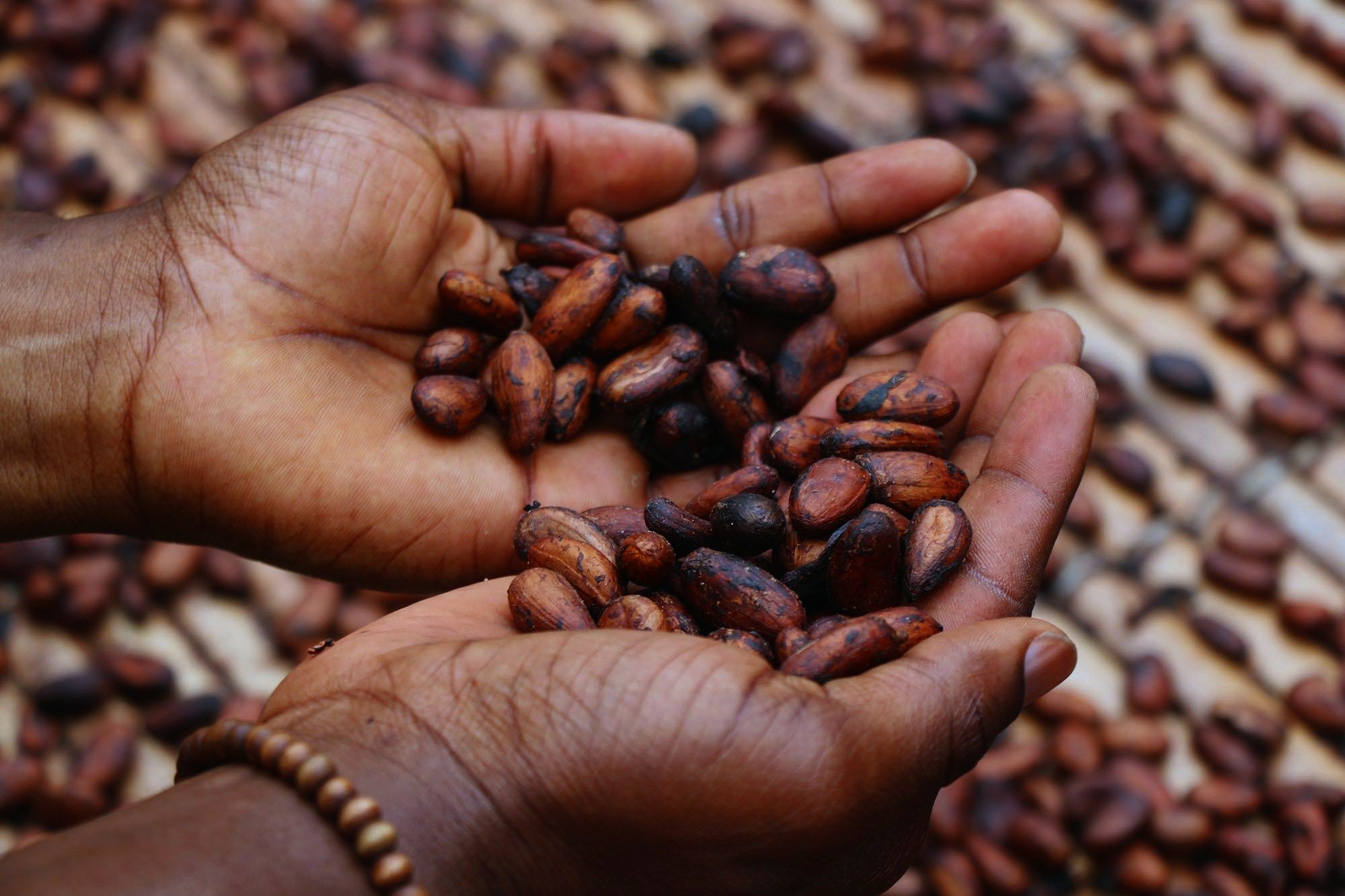 Hands holding raw cacao beans