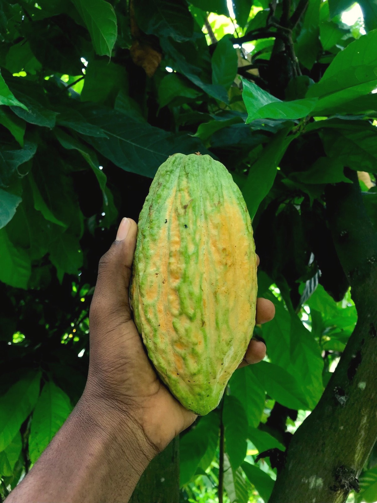 A hand holding a whole cacao pod