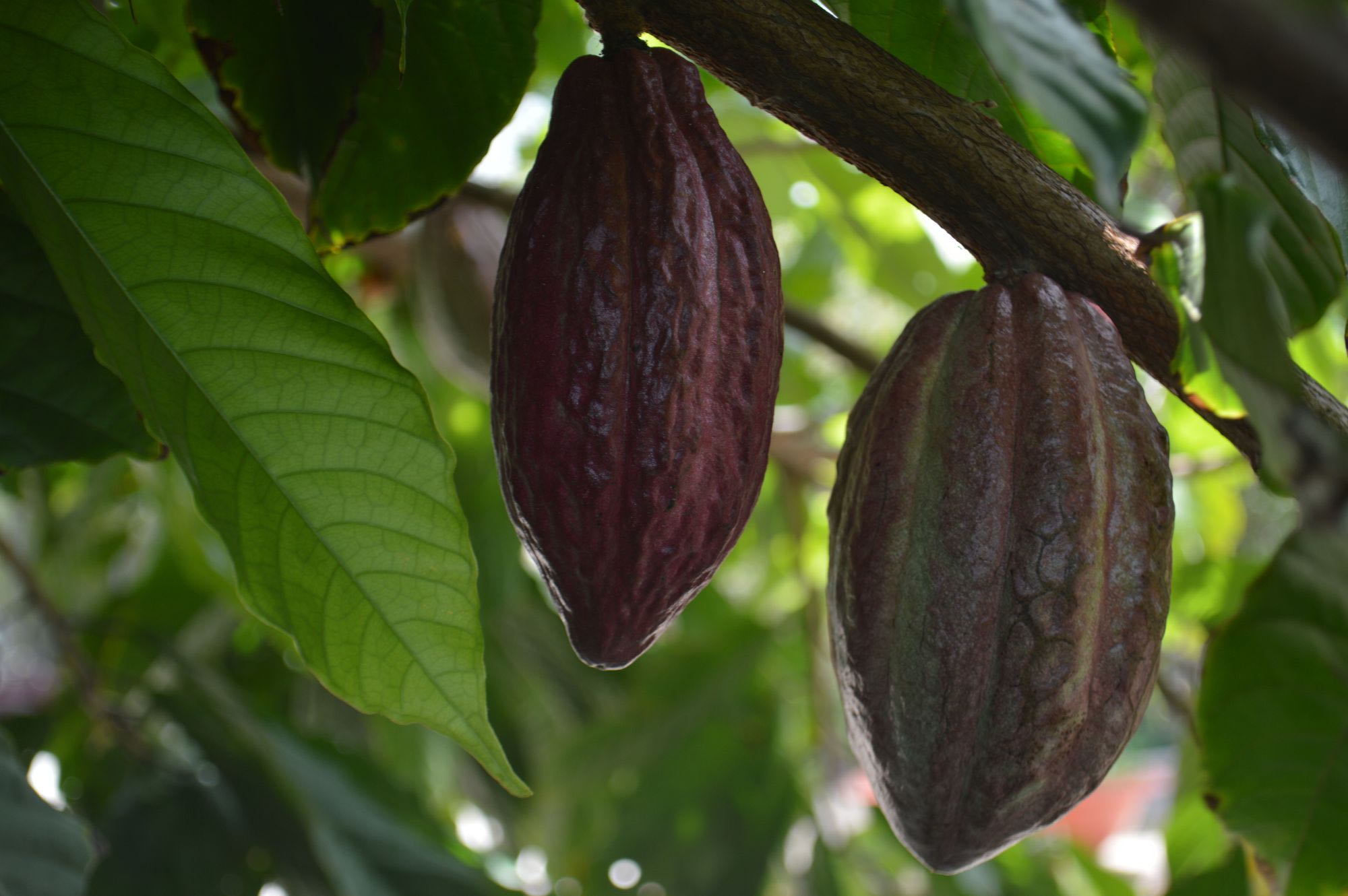 A ripening cacao pod on the tree